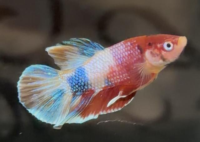 plakat fancy galaxy betta fish - photo 2 of 2