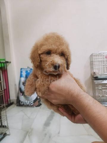 harga red poodle