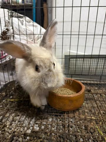 rabbit 2ekor - photo 5 of 5