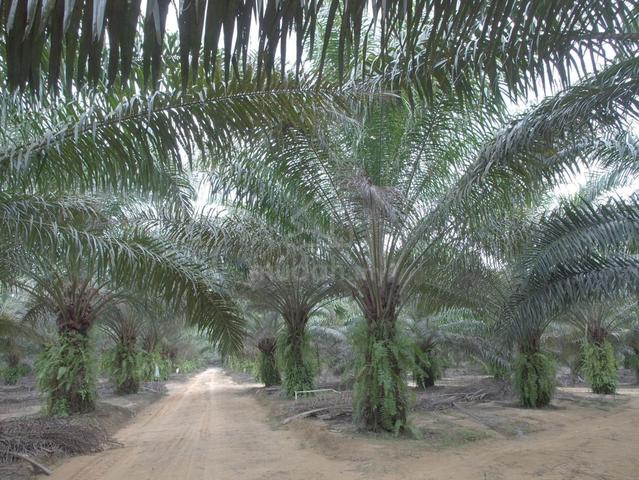 Johor Muar Kesang Freehold 5 Acre Rectangle Land Facing Main Road 1