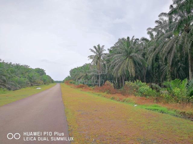 311 Acres Freehold Palm Oil Plantation Land @ Sermin, Segamat, Johor 1