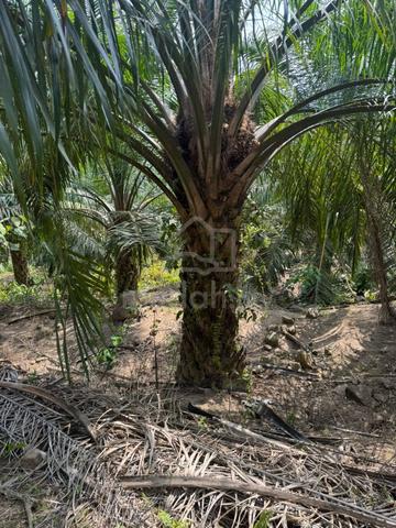 6 Ekar Tanah Kelapa Sawit Kg Kecil Bukit Kepong Muar Johor 1