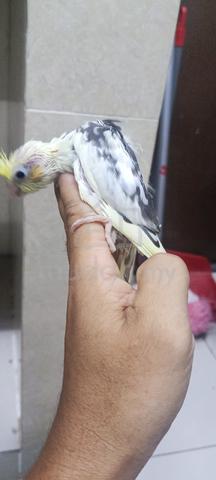 lutino pied cockatiel suap - photo 4 of 5