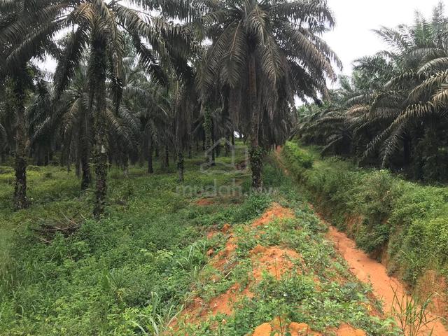 TANAH Tepi Hyway / FreeHold 1123ACRE Untuk Pembangunan 3