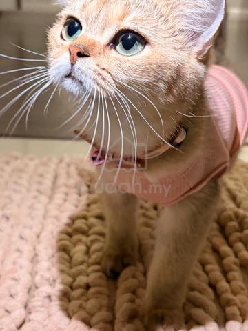 British shorthair - photo 2 of 6