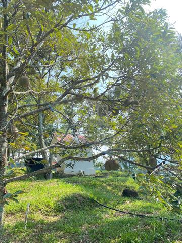 Tanah Kebun Durian 4 ekar 1