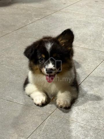 long coat corgi - photo 2 of 2