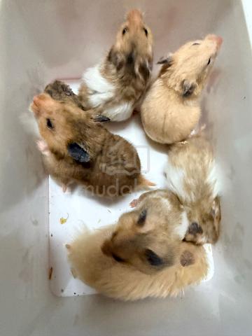 Hamster (Syrian Bigbone) - photo 4 of 6