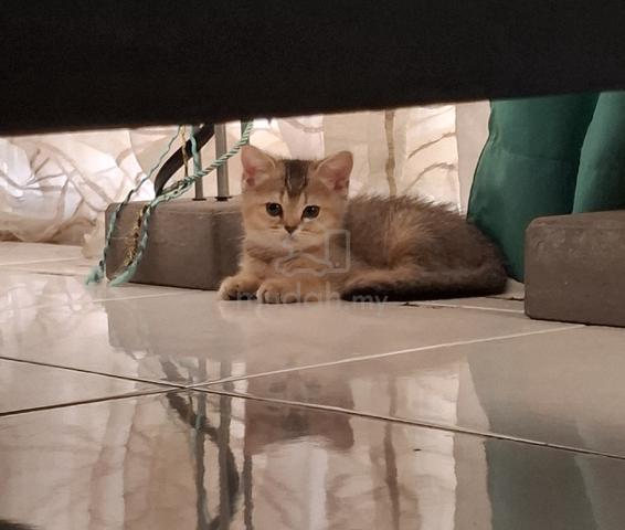 BSH Kitten - photo 2 of 6