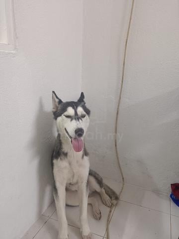 husky Free adoption  - photo 2 of 4
