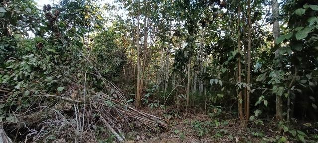 Tanah Untuk dijual 2.5 Ekar Kampung Balun, Muallim, Slim River, Perak 1
