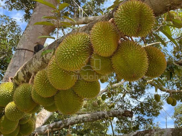 Karak Durian Farm, Lots of Musang King, Telco Rental Income, Main Road 1