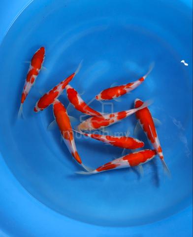 Carousel Image Selected