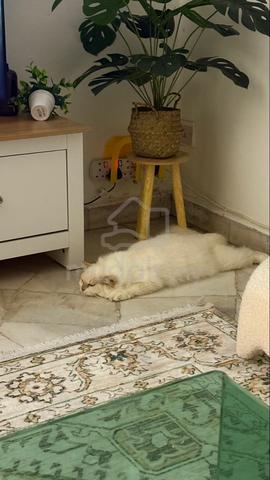 Cat Parsi Mix - photo 3 of 6