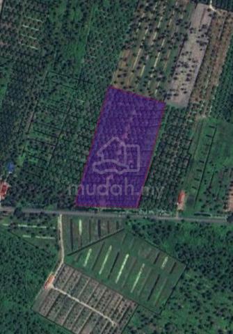 Tanah Pertanian Sawit 2.5 Ekar Di selekoh, Bagan Datuk, Perak 1