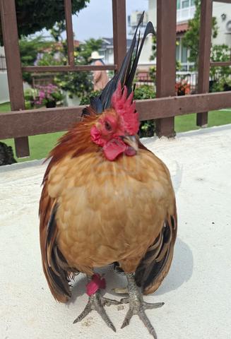 Ayam Serama  - photo 4 of 6