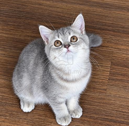 British short hair kitten - photo 3 of 3