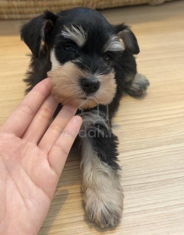 SCHNAUZER MINIATURE PUPPIES S124🌻 雪纳瑞 Available - photo 4 of 4