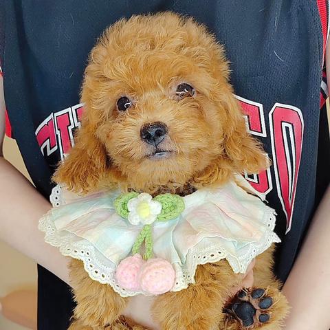 Carousel Image Selected