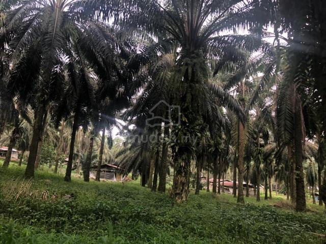 JAWI Oil Palm Land for sale 2