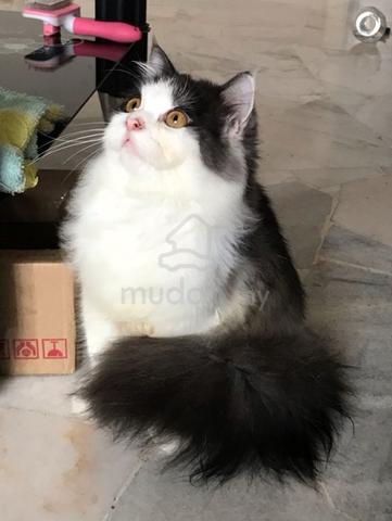 2 Persian Cats Together - Pets For Sale In Pandan Perdana, Kuala Lumpur