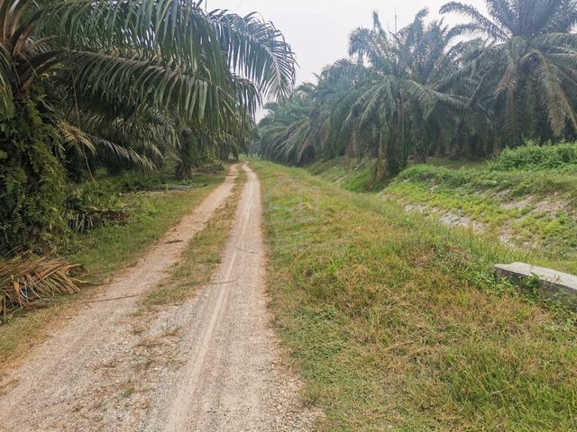 Tanah Kebun Sawit Di Jasin 1