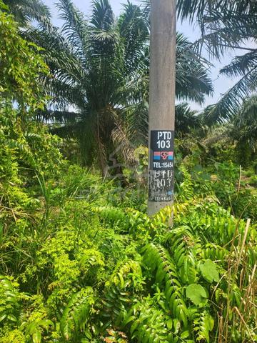 Tanah tanaman Kelapa Sawit 8 tahun Rengit Batu Pahat 1