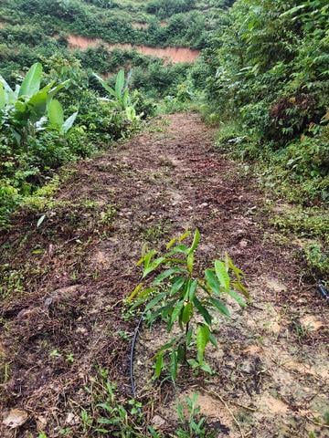 Kg Renal, Mukim Ulu Klawang, Jelebu, Negeri Sembilan 1