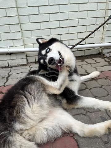 Carousel Image