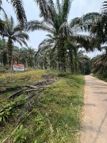 4.9 Acre Oil Palm Nearest River Nice View Sungai Bayor, Selama, Perak 1