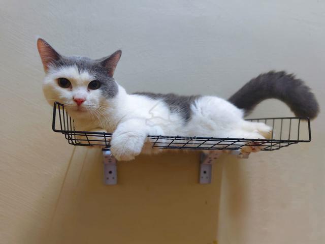 Kucing Besar - photo 4 of 6