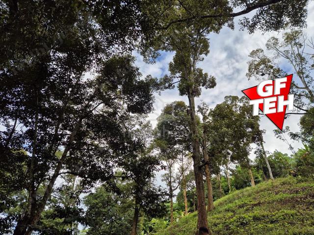 4.7 Acres Old tree durian farm Lenggong Perak 5.7p s f b k 5