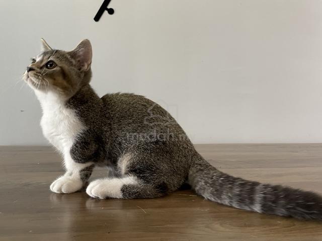 Munchkin Standard (Male) - photo 6 of 6
