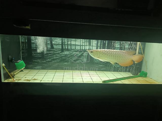 Carousel Image