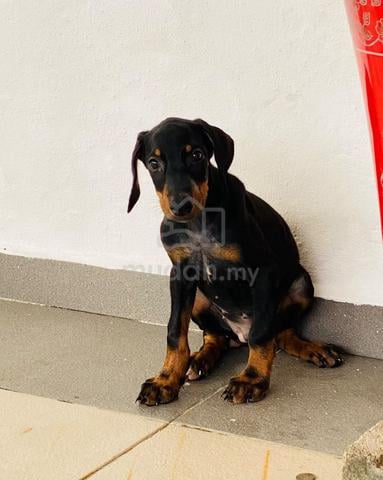 Doberman - photo 2 of 4