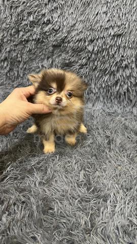 Red Merle Male Pomeranian Puppy - photo 2 of 6