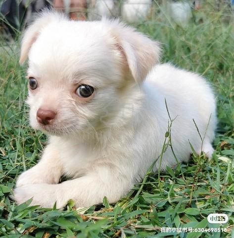 Chihuahua ~2 - photo 3 of 4