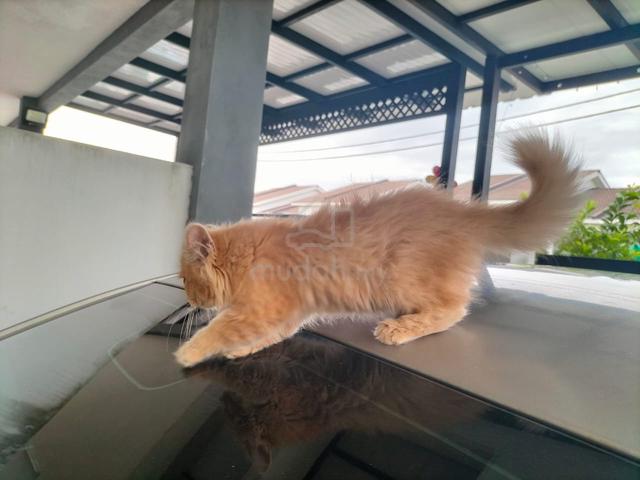 Anak Kucing 4 Bulan - photo 3 of 6