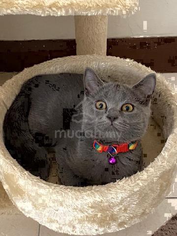 Carousel Image