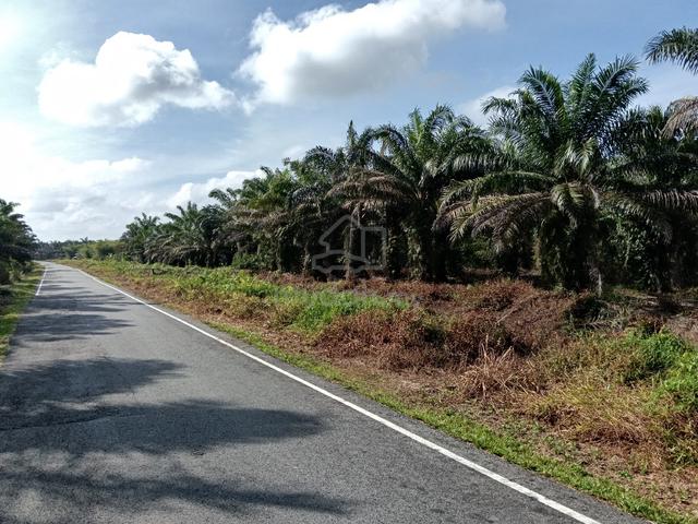 Tanah Pertanian 10 Ekar Freehold - Pontian Johor - / Ekar 1