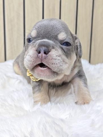FRENCH BULLDOG PUPPIES VIP129🌻 boy lilac tan - photo 4 of 4