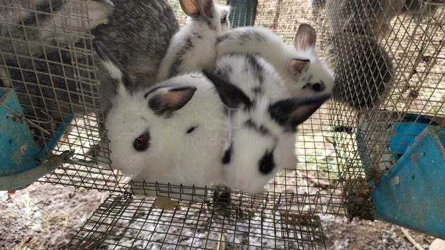 arnab rabbit mix - photo 2 of 3