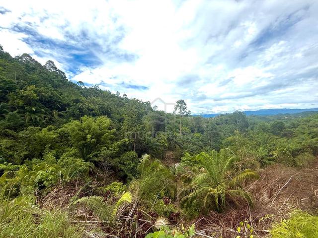 Palm Oil Land | 39.05 acres | Road Access | 10km From town | Membakut 1