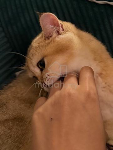 bsh golden kitten - photo 3 of 4