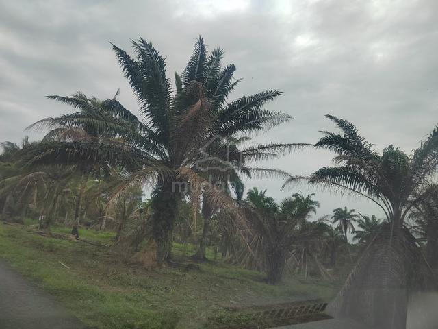 Tanah kebun sawit di Jasin 1.1 ekar 1