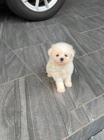 Bichon Frise puppy - photo 6 of 6