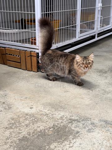 Kucing Tabby kaki pendek - photo 4 of 5