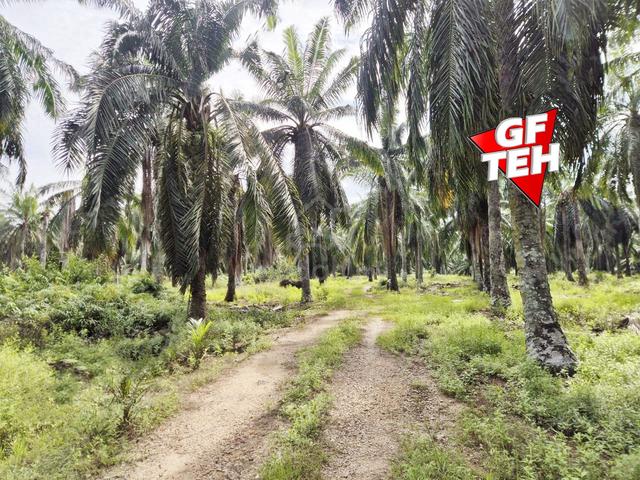 8.88 acre Industrial Land First Grade Simpang Ampat Sungai Bakap b 1