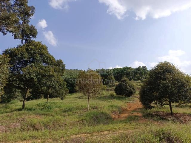 10 acres Durian Estate for Sale @ Bentong, Pahang 1
