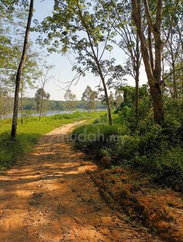 Tanah Getah Sauk Tepi Tasik Chenderoh 1